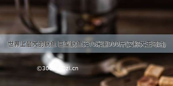 世界上最大的鱿鱼 巨型鱿鱼长10米重900斤(又称大王乌贼)