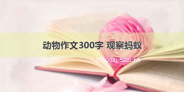 动物作文300字 观察蚂蚁