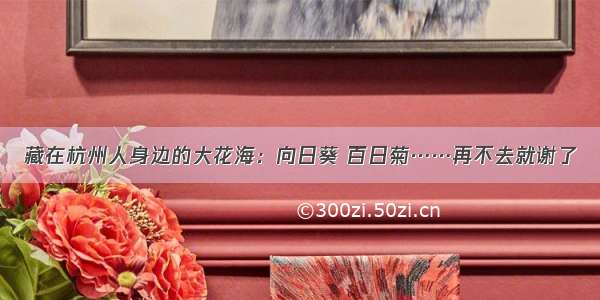 藏在杭州人身边的大花海：向日葵 百日菊……再不去就谢了