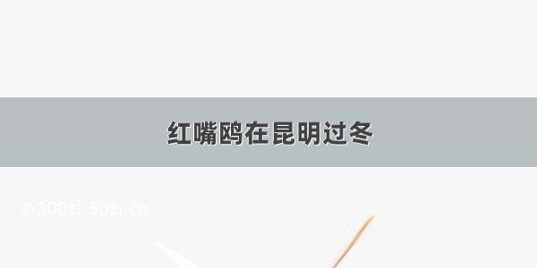 红嘴鸥在昆明过冬