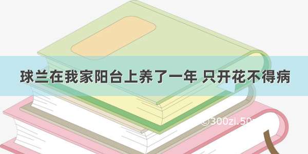 球兰在我家阳台上养了一年 只开花不得病