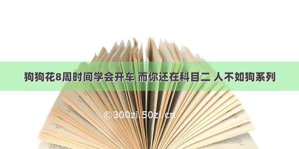 狗狗花8周时间学会开车 而你还在科目二 人不如狗系列