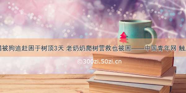 小猫被狗追赶困于树顶3天 老奶奶爬树营救也被困——中国青年网 触屏版