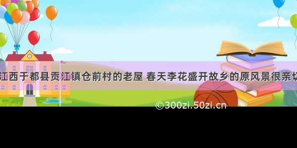 江西于都县贡江镇仓前村的老屋 春天李花盛开故乡的原风景很亲切