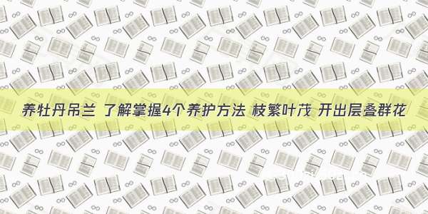 养牡丹吊兰 了解掌握4个养护方法 枝繁叶茂 开出层叠群花