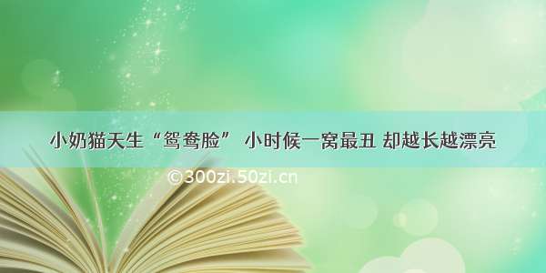 小奶猫天生“鸳鸯脸” 小时候一窝最丑 却越长越漂亮