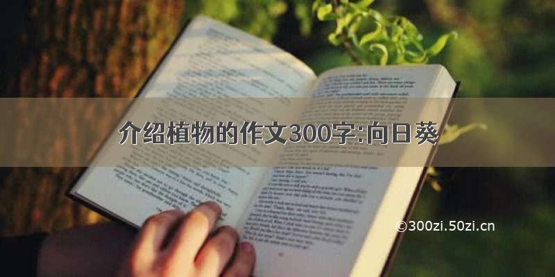 介绍植物的作文300字:向日葵