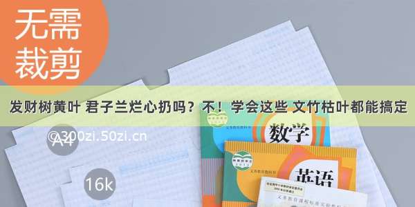 发财树黄叶 君子兰烂心扔吗？不！学会这些 文竹枯叶都能搞定