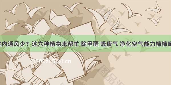 室内通风少？这六种植物来帮忙 除甲醛 吸废气 净化空气能力棒棒哒！