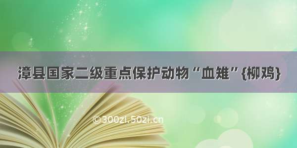 漳县国家二级重点保护动物“血雉”{柳鸡}