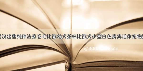 武汉出售纯种法系卷毛比熊幼犬茶杯比熊犬小型白色贵宾活体宠物狗