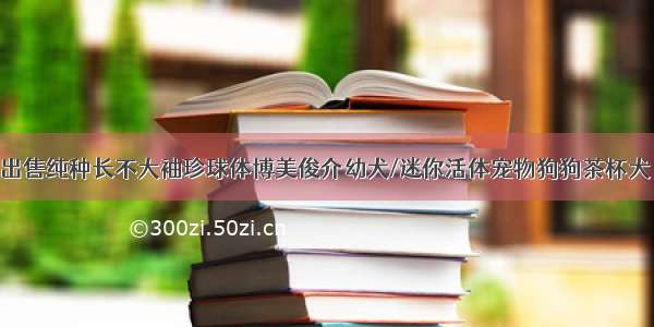 最大养殖场出售纯种长不大袖珍球体博美俊介幼犬/迷你活体宠物狗狗茶杯犬 纯种超小长