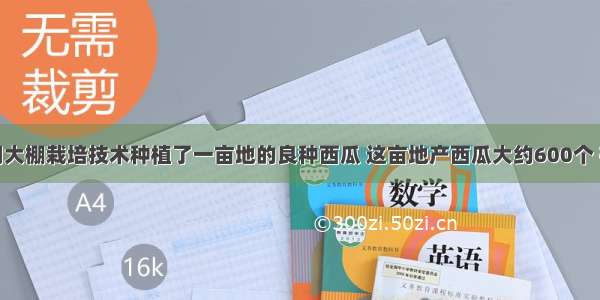 某瓜农采用大棚栽培技术种植了一亩地的良种西瓜 这亩地产西瓜大约600个 在西瓜上市