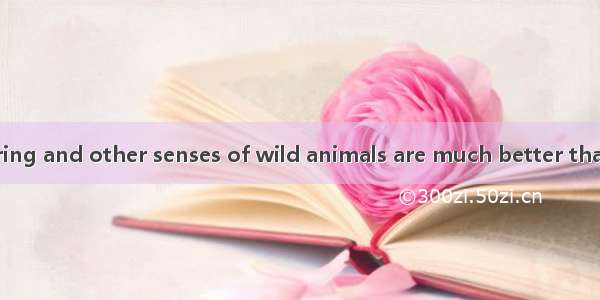 22 The sight  hearing and other senses of wild animals are much better thanof a human.A th