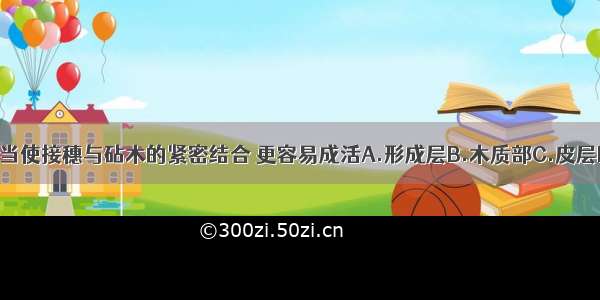 嫁接时应当使接穗与砧木的紧密结合 更容易成活A.形成层B.木质部C.皮层D.木纹处