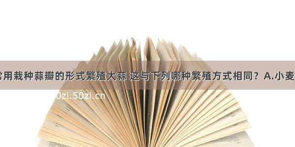 单选题菜农常用栽种蒜瓣的形式繁殖大蒜 这与下列哪种繁殖方式相同？A.小麦种子发芽B.用