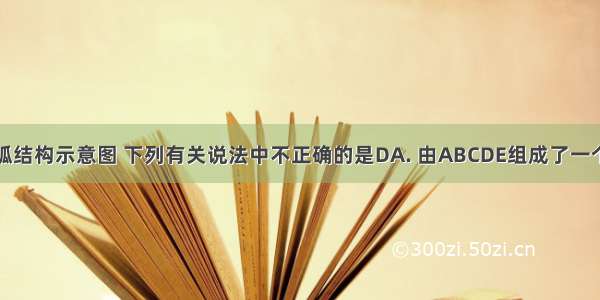 下图为反射弧结构示意图 下列有关说法中不正确的是DA. 由ABCDE组成了一个完整的反射