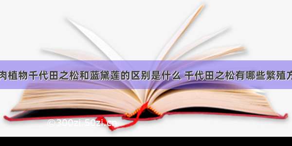 多肉植物千代田之松和蓝黛莲的区别是什么 千代田之松有哪些繁殖方式