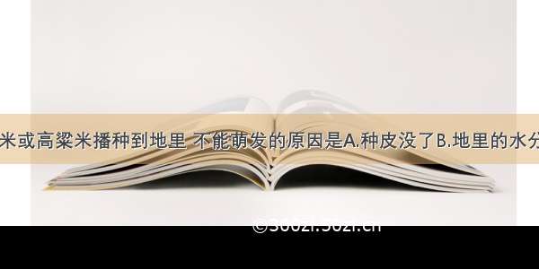 单选题将大米或高粱米播种到地里 不能萌发的原因是A.种皮没了B.地里的水分不足C.胚被