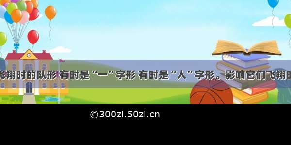 大雁在飞翔时的队形 有时是“一”字形 有时是“人”字形。影响它们飞翔时队形变