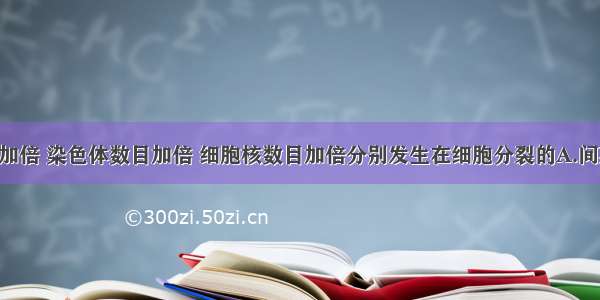 DNA数目加倍 染色体数目加倍 细胞核数目加倍分别发生在细胞分裂的A.间期 中期 后