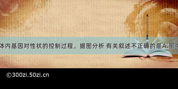 下图表示人体内基因对性状的控制过程。据图分析 有关叙述不正确的是A.图中①②过程的